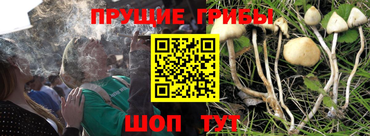Корсаков  Галлюциногенные грибы прущие грибы  где можно купить   Вход с VPN 